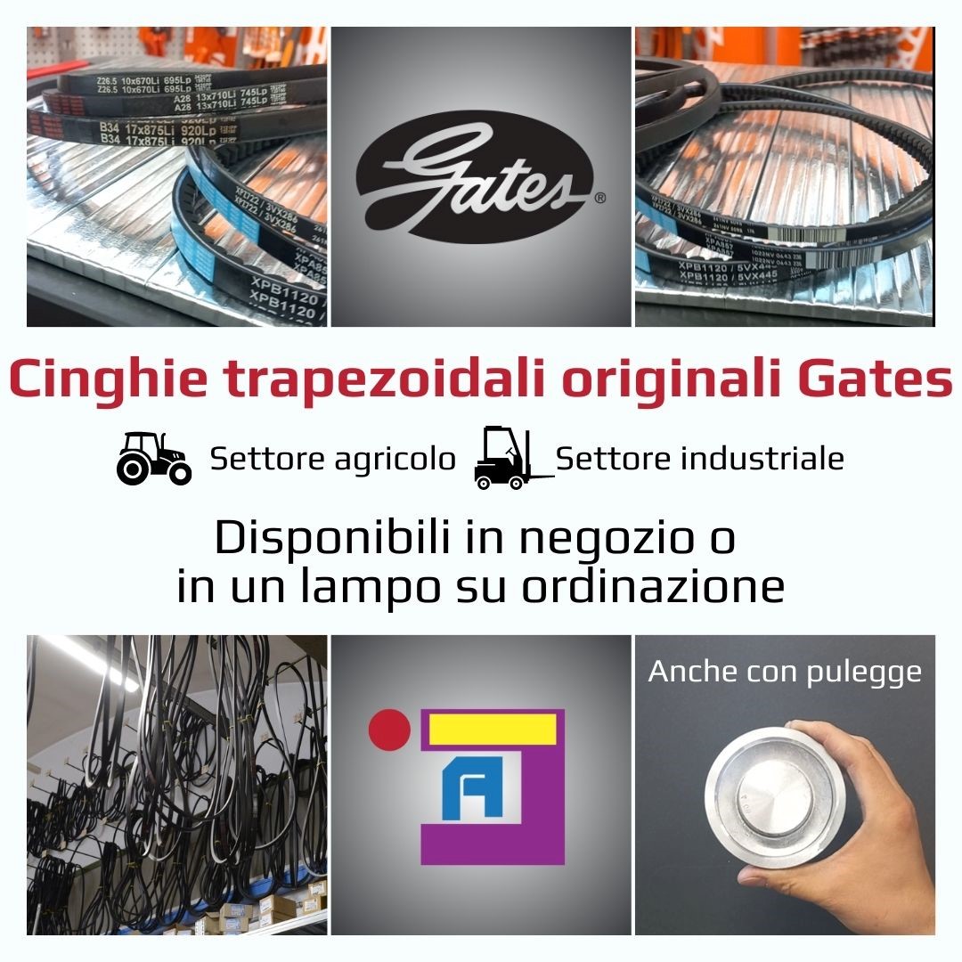 cinghie